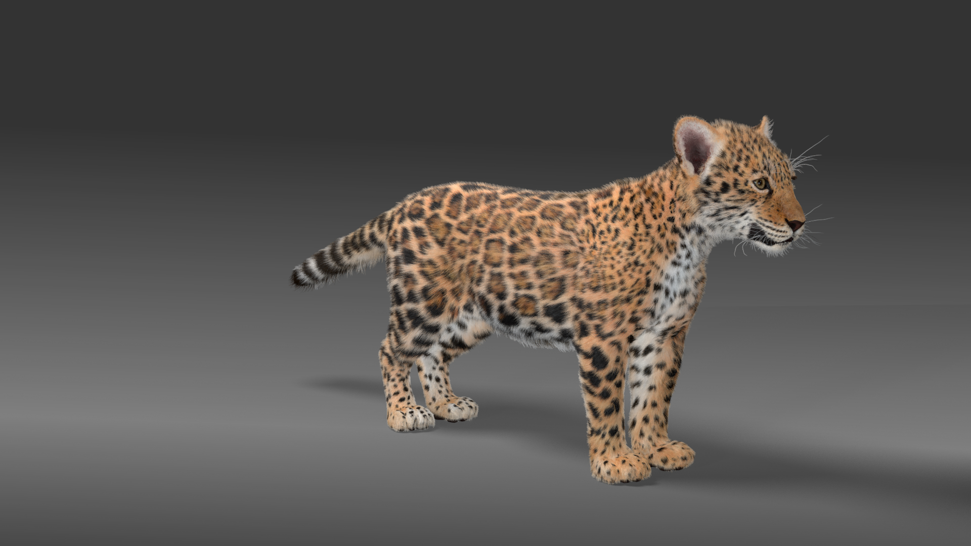 Baby panthera onca 3D model - TurboSquid 1589178