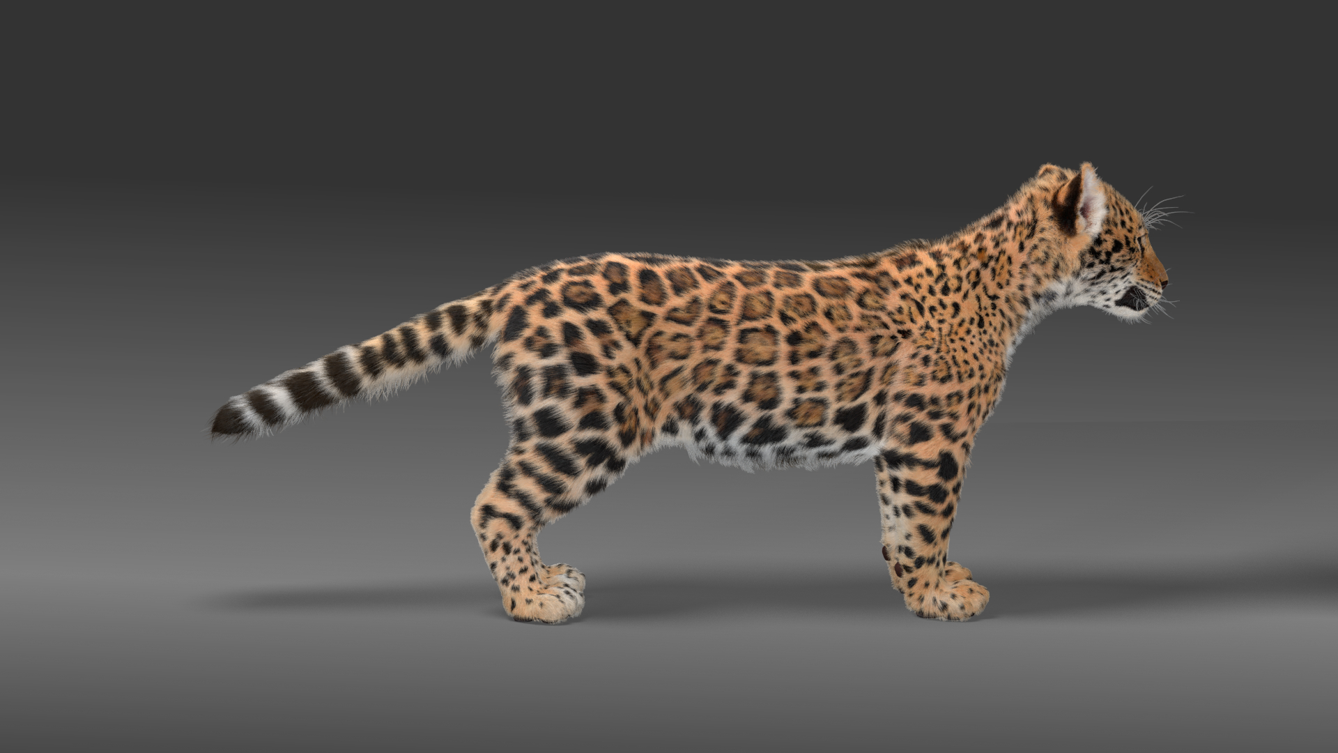 Baby panthera onca 3D model - TurboSquid 1589178