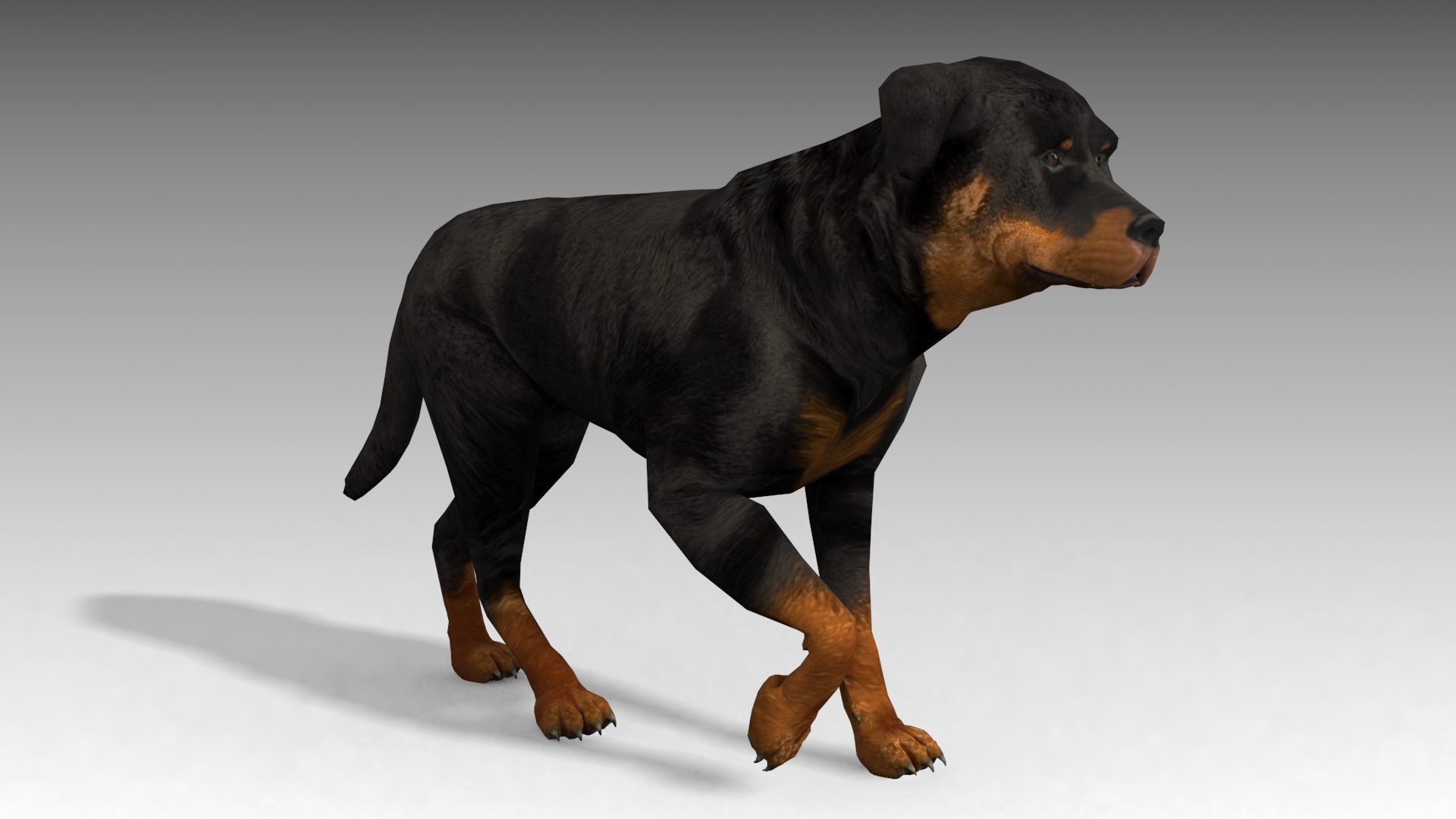 rottweiler animations 3d max