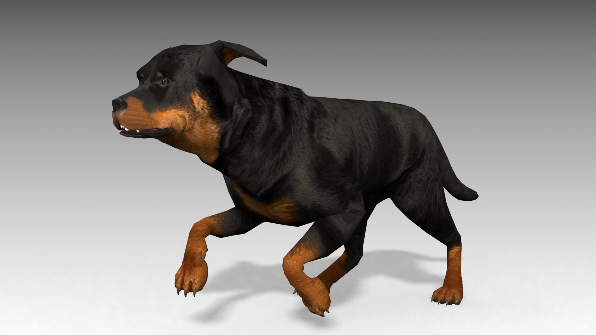 rottweiler animations 3d max