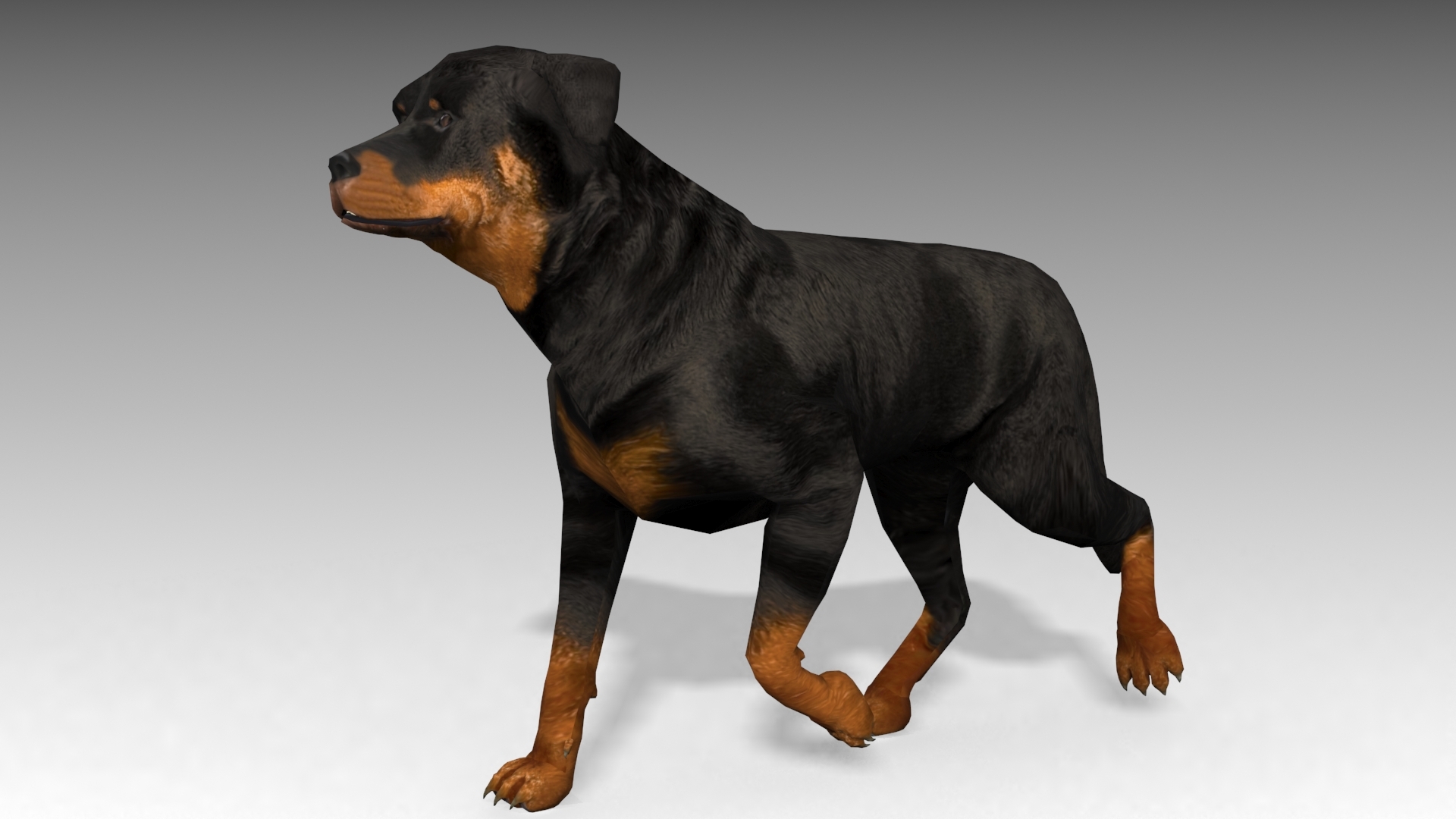 rottweiler animations 3d max
