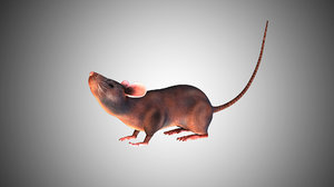 rat mouse 3D model
