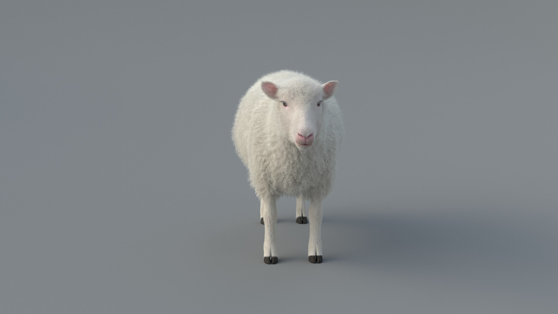 Sheep animation 3D - TurboSquid 1590272