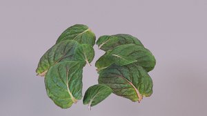 3D lemon mint leaf plant model