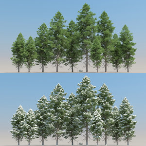 20 pinus cembra trees 3d max