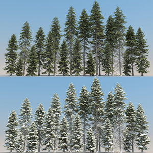 3d 20 picea trees