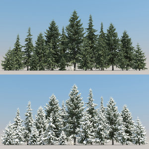 20 picea glauca trees max
