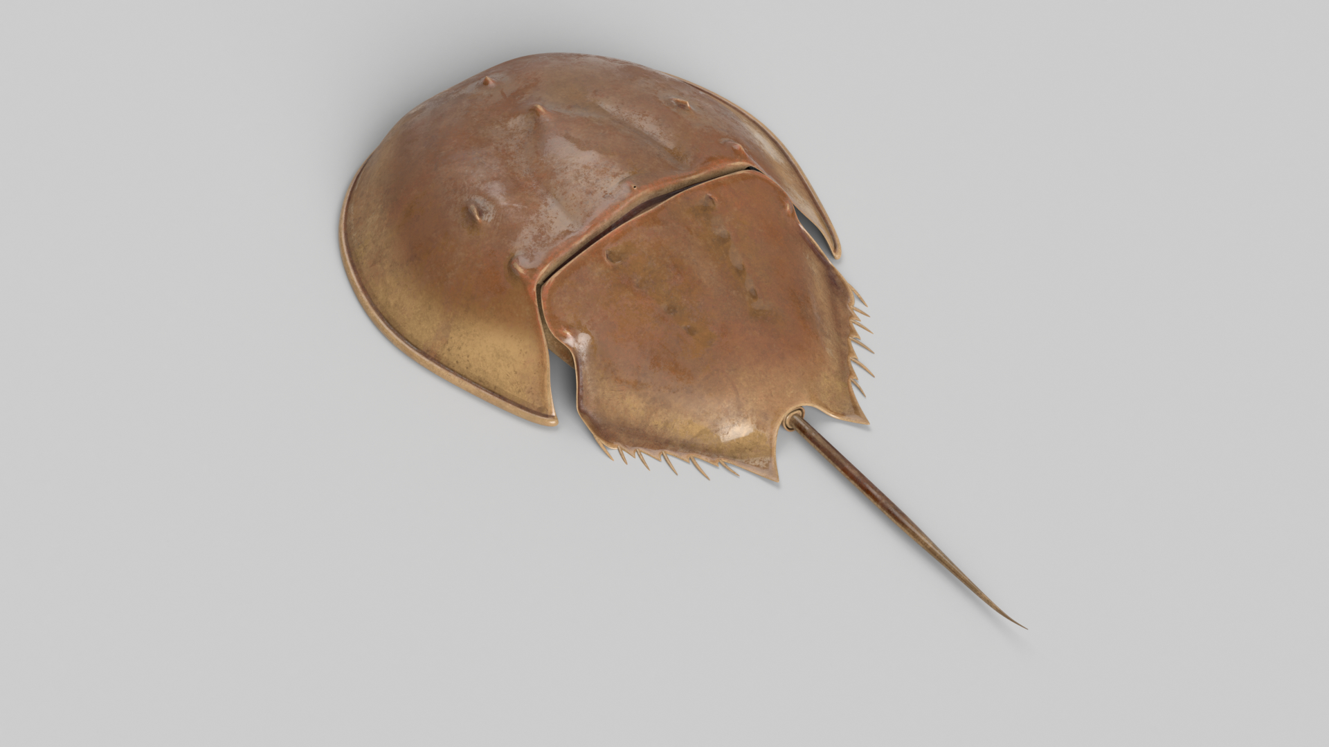 Horseshoe crab 3D model TurboSquid 1591352