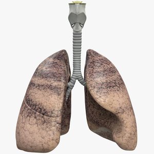 3D human respiratory lungs bronchus model