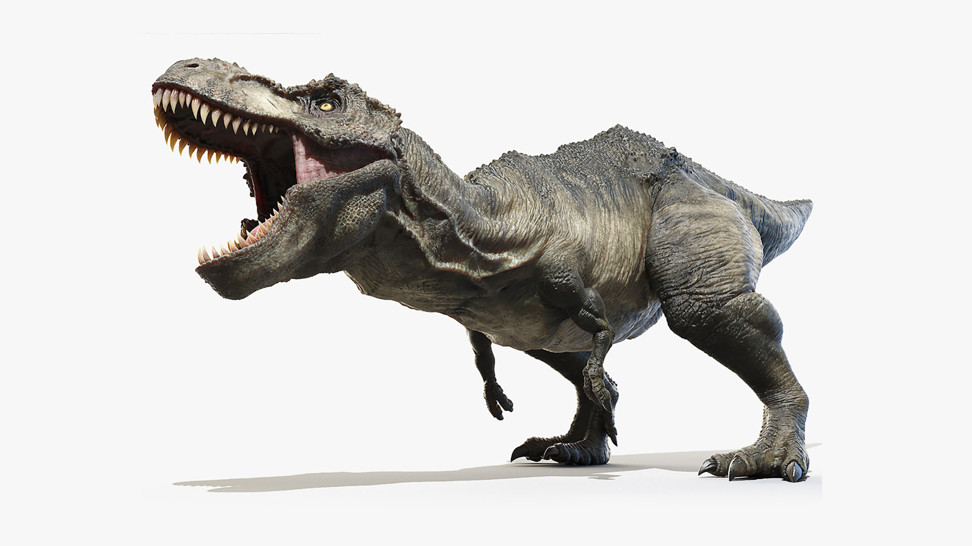 tyrannosaurus 3d model