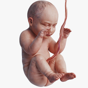 3D fetus human