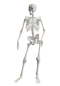 3D human skeleton