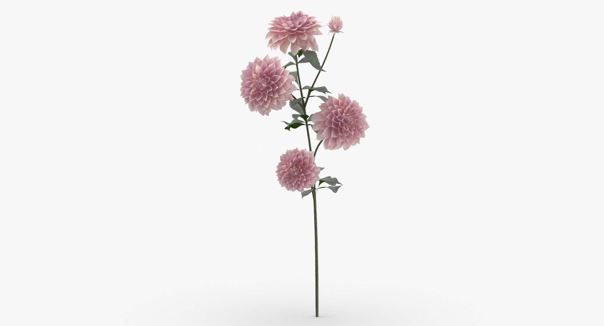  3D  dahlia  nature flower  model  TurboSquid 1592524