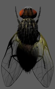 fly insect 3D