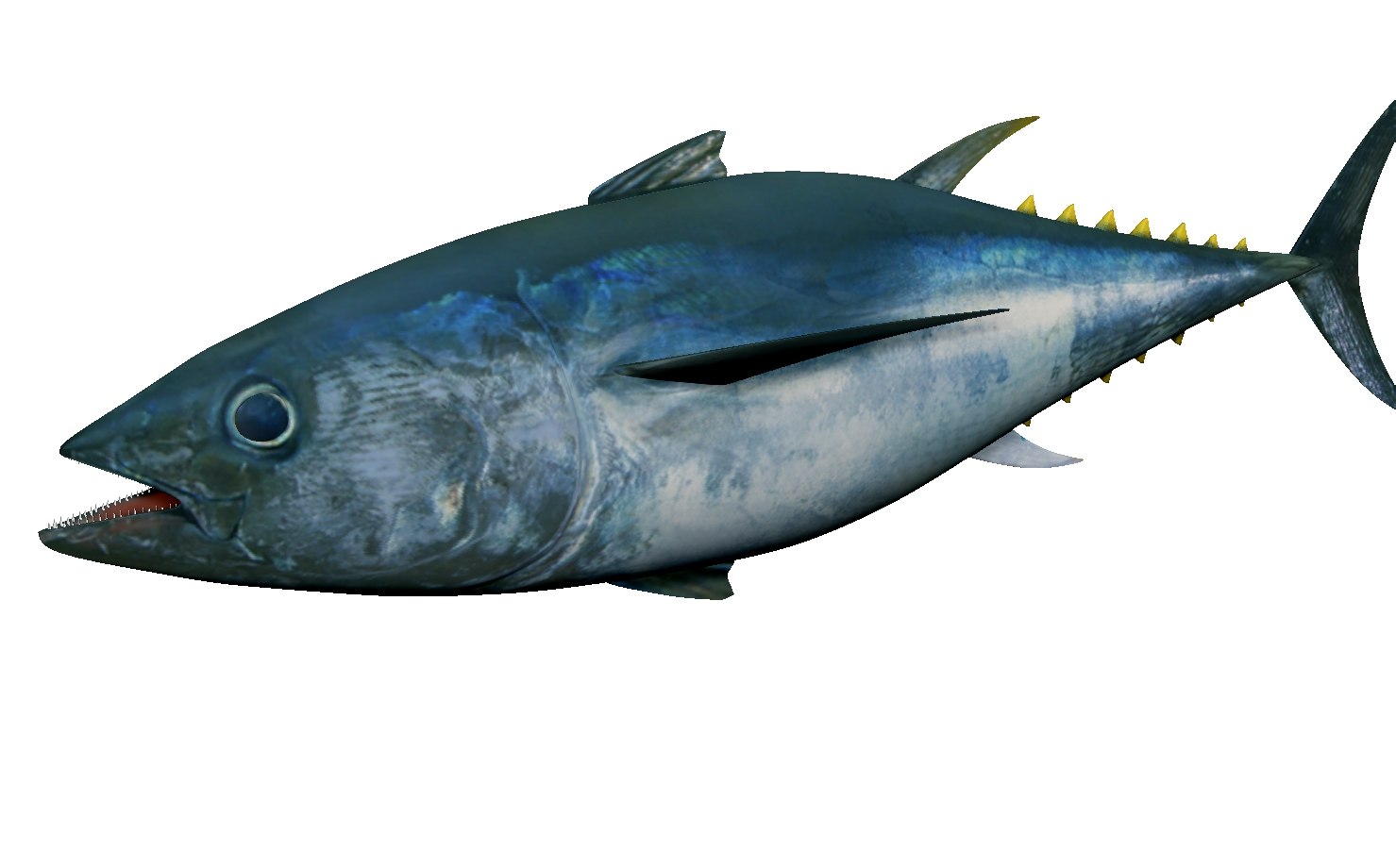 Tuna fish animation 3D model TurboSquid 1593077