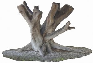 fig tree trunk 3D model