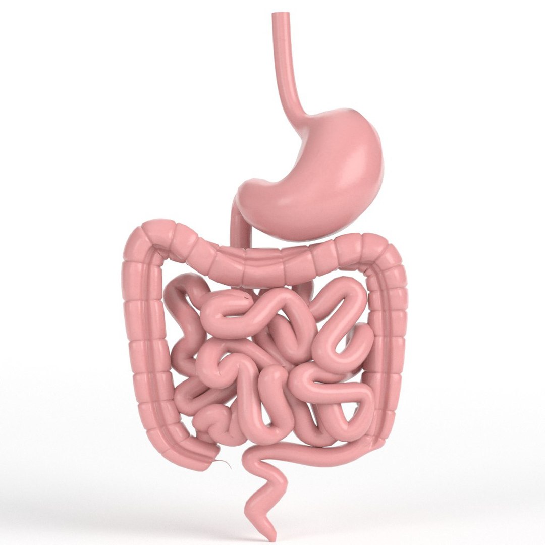 pbr-uv-textured-human-gastrointestinal-3d-model