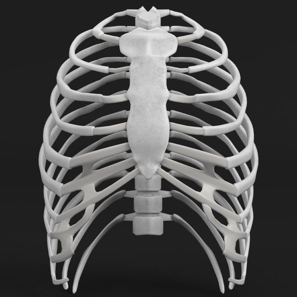 解剖学 - 人間の肋骨ケージ3Dモデル - TurboSquid 1176687