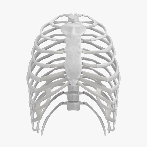 Human rib cage 3D model - TurboSquid 1176687