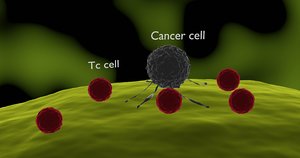 3D tc cells attacking cancerous model