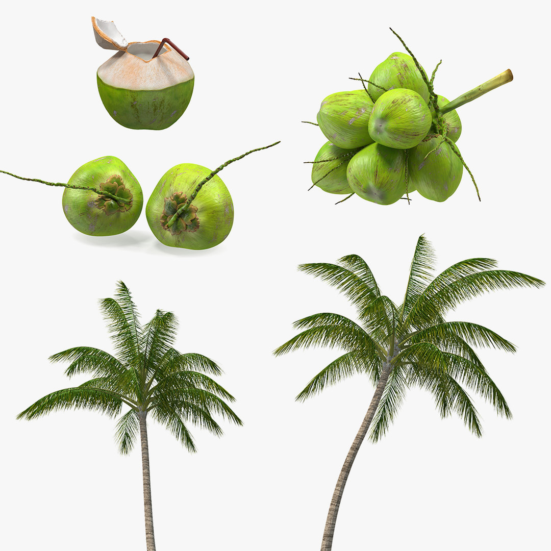 3D coconuts fruits palm - TurboSquid 1594972