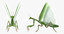 insects big rigged 5 3D model