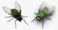 insects big rigged 5 3D model