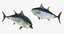 3D rigged fishes 5