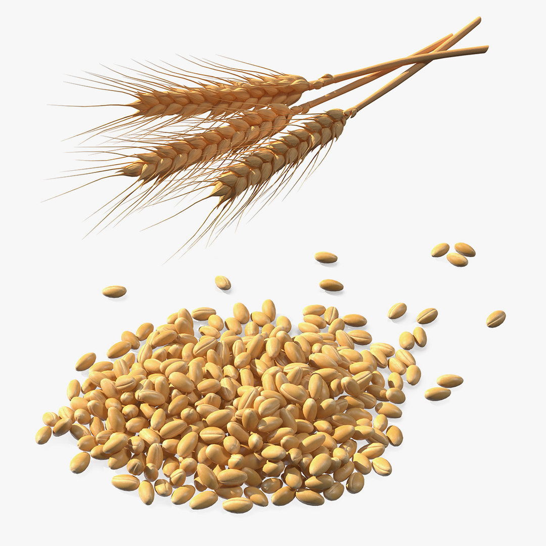 3d-model-wheat-grain-pile-turbosquid-1597157