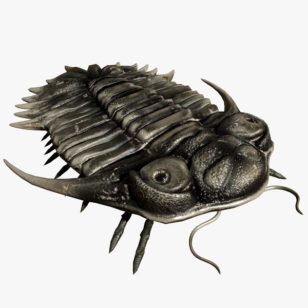 Reproduction Trilobite Kayserops 3d Model Turbosquid 1595320