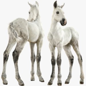 3D realistic horse foal