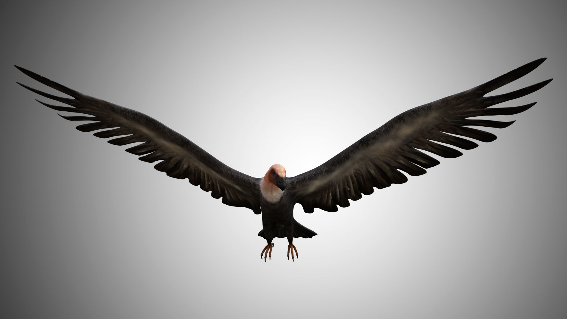 3D model vulture condor rigged - TurboSquid 1596179