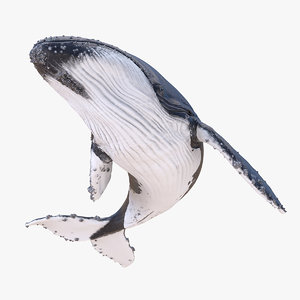 humpback whale swimming leisurely 3D model