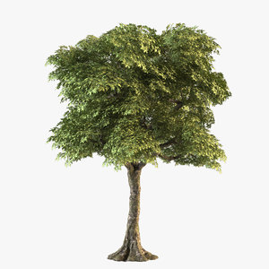 maple tree 3D model