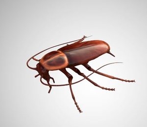 cockroach rigged 3D model