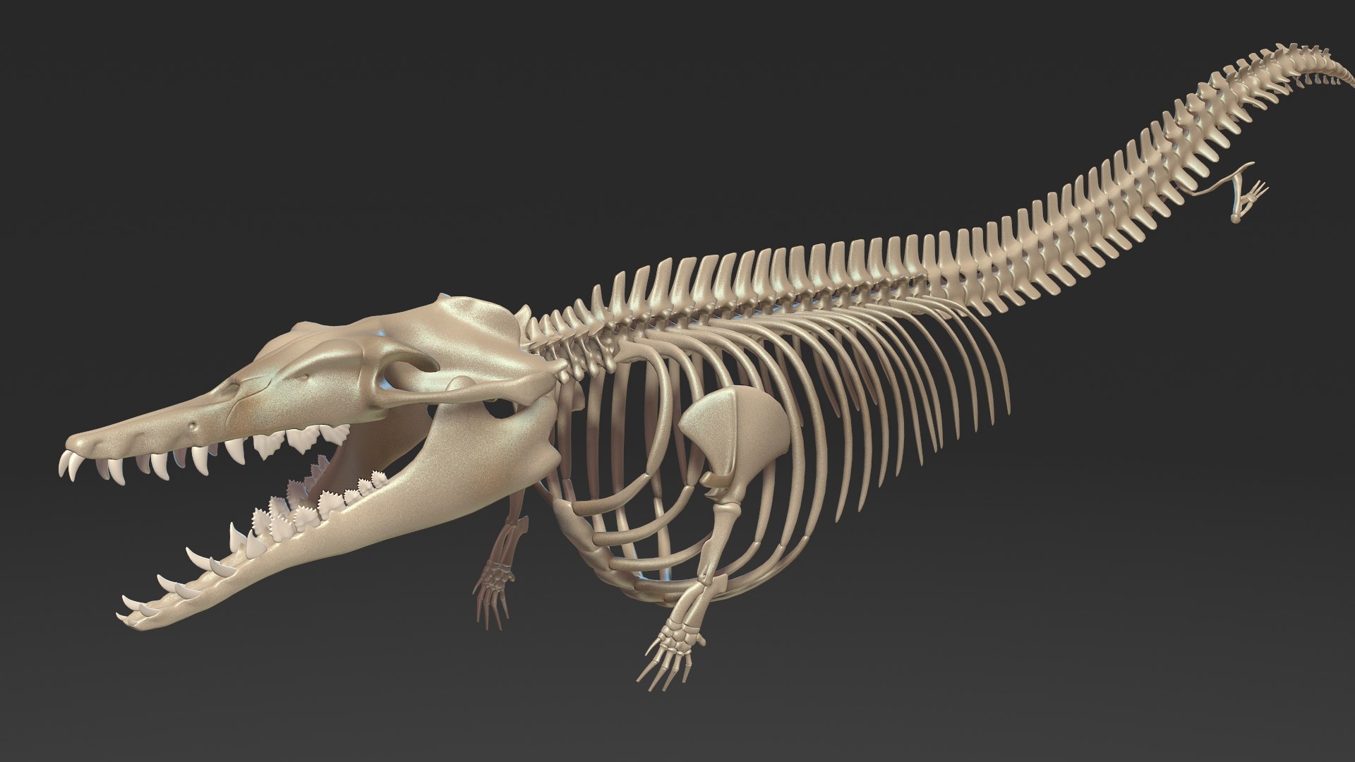 Dinosaur basilosaurus skeleton skull 3D model TurboSquid 1597145
