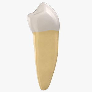 premolar upper jaw 02 3D model