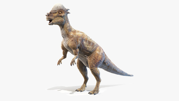 Pachycephalosaurus P Model Turbosquid