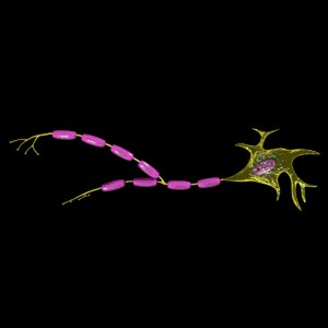 3D neuron parts axon model