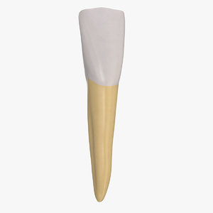 3D incisor lower jaw 02 model
