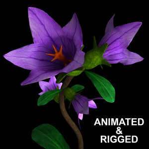 3D flowers open animation model