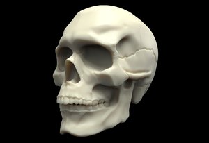 base anatomy skull 3D model