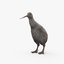 3D kiwi bird animal