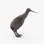 3D kiwi bird animal