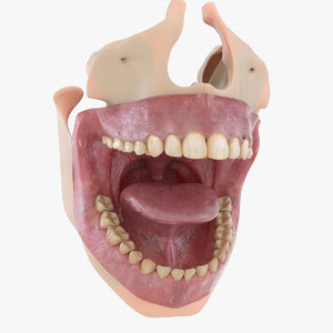 3D render scene mouth gums teeth model