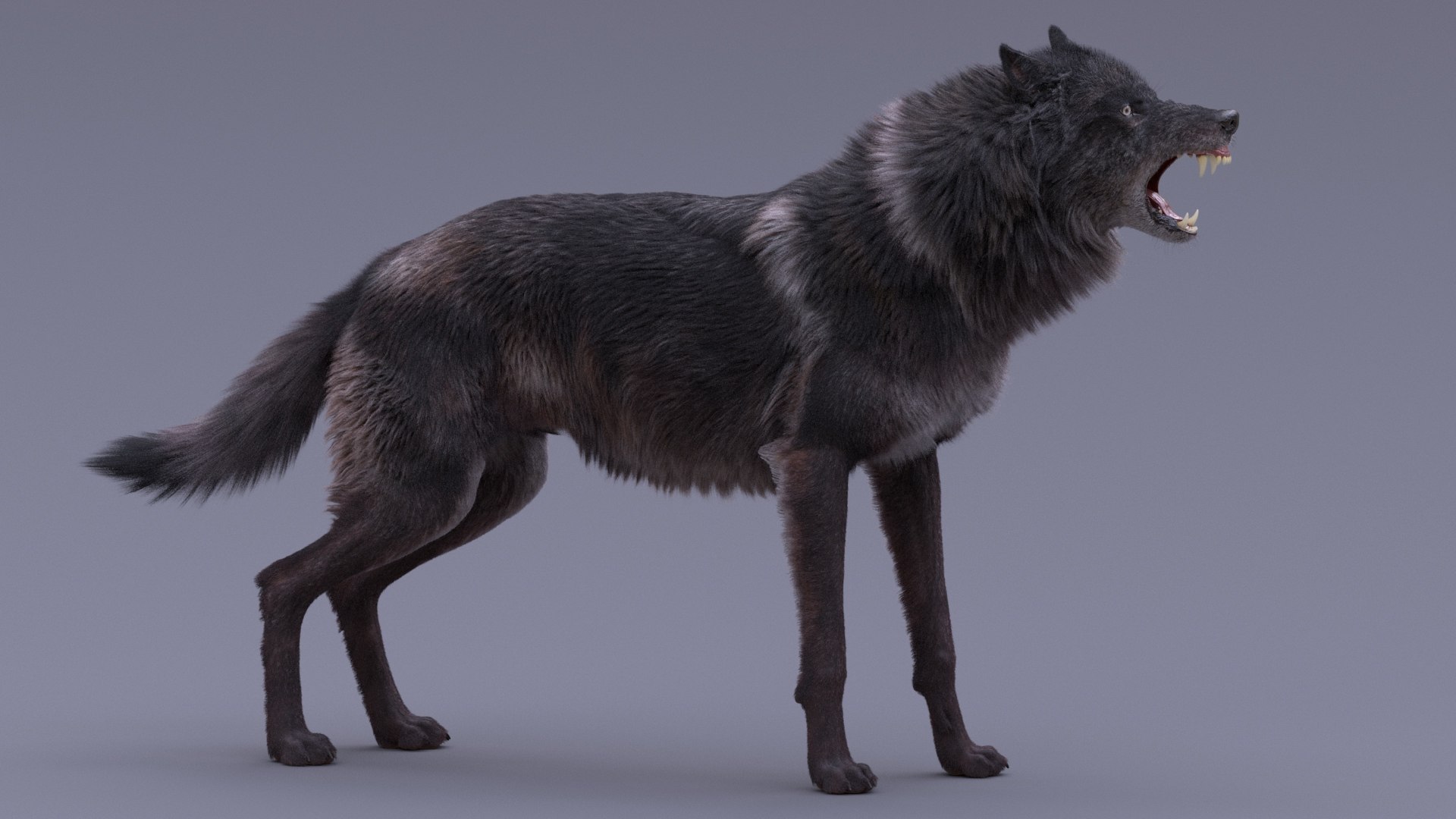 Realistic rigged wolf natural 3D TurboSquid 1599097