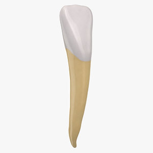 3D incisor lower jaw 01