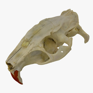 coypu myocastor nutria skull 3D model