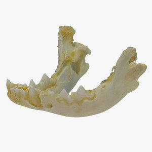 pug baby jaw 01 3D model