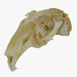 3D rabbit oryctolagus cuniculus deformed model